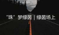“珠”梦绿茵｜绿茵场上

，向阳花开——平沙实小足球小将的汗水与梦想