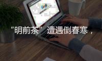 “明前茶”遭遇倒春寒，浙南受灾最严重