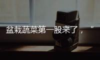盆栽蔬菜第一股来了，“阳台种菜”治好了当代人的精神内耗？