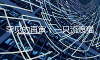罕见的再审：一只流浪猫与24万元赔偿