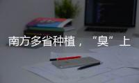 南方多省种植，“臭”上热搜的石楠花怎么成为了城市绿化的“性价比之王”？丨硬核唠科