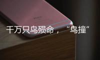 千万只鸟殒命	，“鸟撞”现场调查
，小鸟侦探请答题
