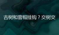 古树和官帽挂钩

？交树交印�，明代就有了