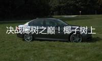 决战椰树之巅！椰子树上的“速度与激情”太精彩！