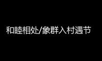 和睦相处/象群入村遇节庆 民众�	：欢迎来做客