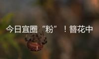 今日宜圈“粉”	！簪花中华白海豚亮相