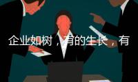快排公司十年历程，霸屏兔 seo 的崛起与坚守