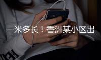 一米多长！香洲某小区出现眼镜蛇，已被捕获