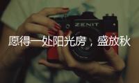 愿得一处阳光房，盛放秋日的美好时光!