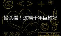 抬头看！这棵千年巨树好高