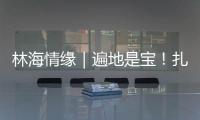 林海情缘｜遍地是宝！扎贡沟	：脚下每一步 都踩在“药材地图”上