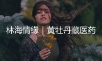 林海情缘｜黄牡丹藏医药文化旅游节开幕！“地球上最高的绿色秘境”焕新开放