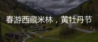 春游西藏米林	，黄牡丹节这样玩！