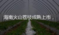 海南火山荔枝成熟上市，“甜蜜季”开启