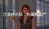 沙漠种水稻，新疆粮食产量赶超江西辽宁�，背后是一场惊天巨变