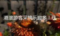 港澳游客采摘乐趣多！珠海盐碱地里水果喜迎丰收