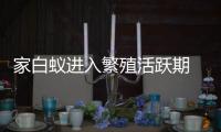 家白蚁进入繁殖活跃期 ，这些预防灭杀建议请收好→