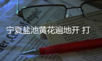宁夏盐池黄花遍地开 打造黄花菜产业链条
、拓展农户增收渠道