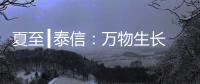 夏至┃泰信：万物生长 浓荫夏长