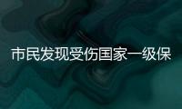市民发现受伤国家一级保护动物绿海龟
，珠海多部门联动接力救助→