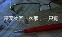 带宠物回一次家

，一只狗要比一只猫多花多少钱？｜春节账单④
