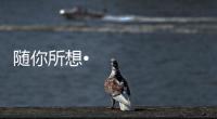 快排公司十年历程，霸屏兔 seo 的崛起与坚守