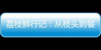荔枝鲜行记
：从枝头到餐桌，中国重汽豪沃TS7冷藏车让鲜甜如约而至