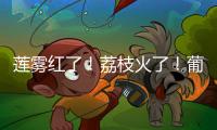 莲雾红了	！荔枝火了！葡萄熟了......金湾“甜蜜夏季”开启
！