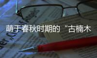 萌于春秋时期的“古楠木王”被盗割
，11人获刑