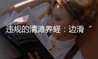 违规的清滩养蛏	：边滑“泥橇”边下农药
