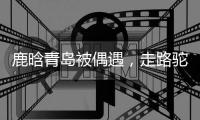 鹿晗青岛被偶遇，走路驼背高低肩像老头�，未戴口罩买奶茶浑身松弛