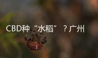 CBD种“水稻”�？广州珠江新城这座大厦引发网友好奇围观