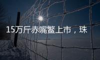 15万斤赤嘴鳘上市，珠海海洋牧场迎来丰收时刻