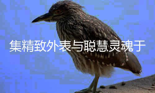 集精更希望突出自身风格